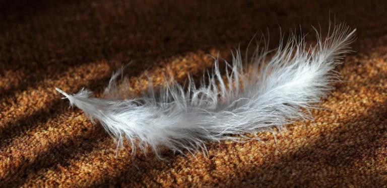 Qual è la differenza tra moquette e passatoie?
