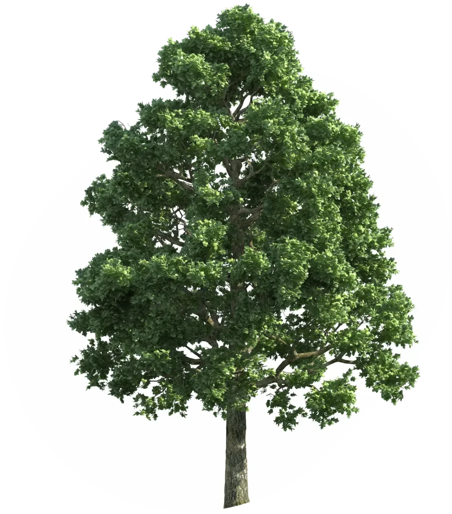 La foresta di Tuttozerbini